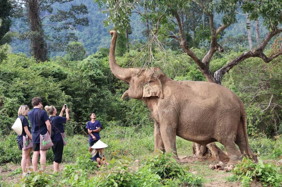 Samui:Elephant Jungle experience & The First Elephant Museum - Who should book this experience?