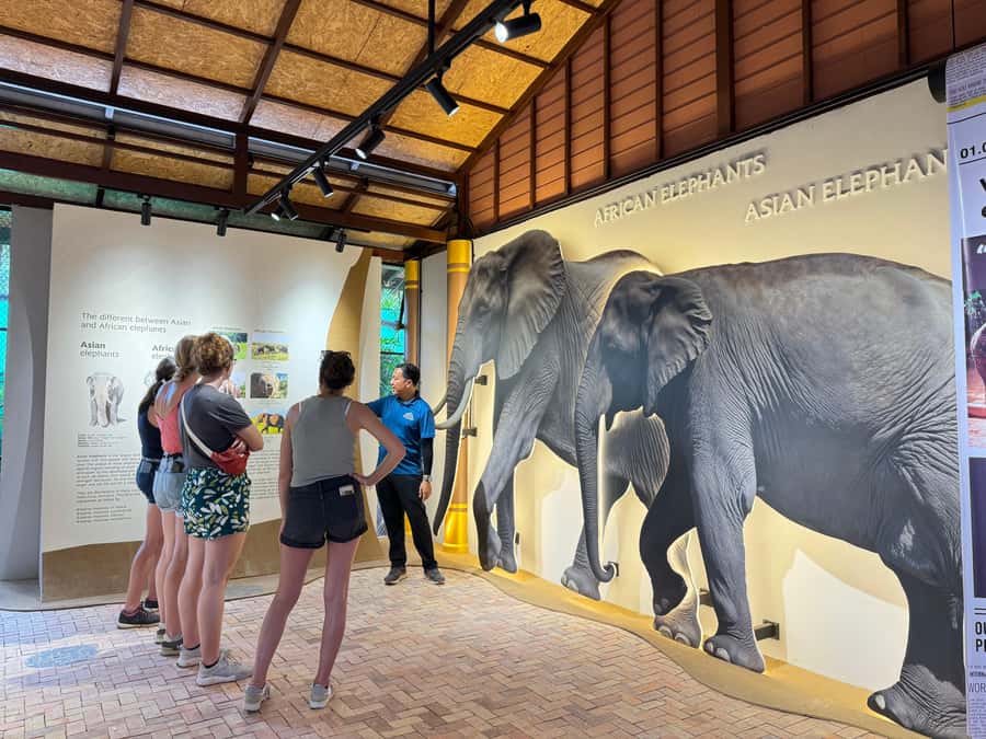 Samui:Elephant Jungle experience & The First Elephant Museum - The Elephant Museum puts Thai culture first