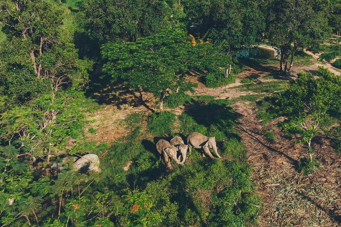 Samui Elephant Kingdom Ethical Sanctuary and Skywalk Tour - Key points at a glance