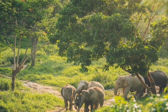 Samui Elephant Kingdom Ethical Sanctuary and Skywalk Tour - Why the Skywalk changes the elephant experience