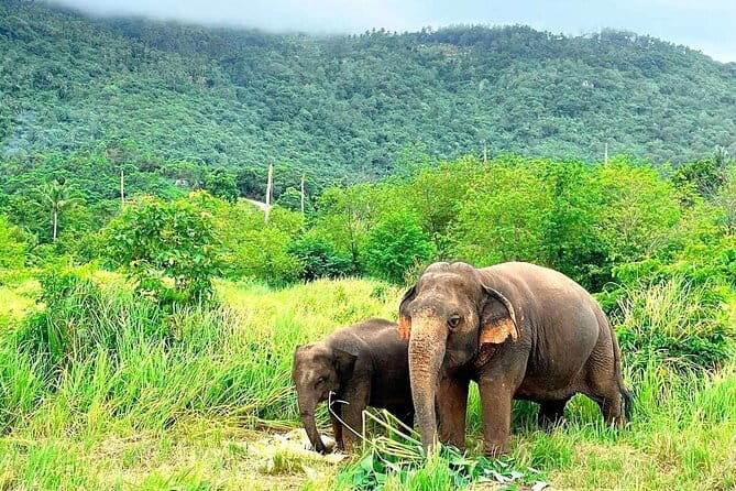 Samui Elephant Kingdom Ethical Sanctuary and Skywalk Tour - What makes the mahout relationship important