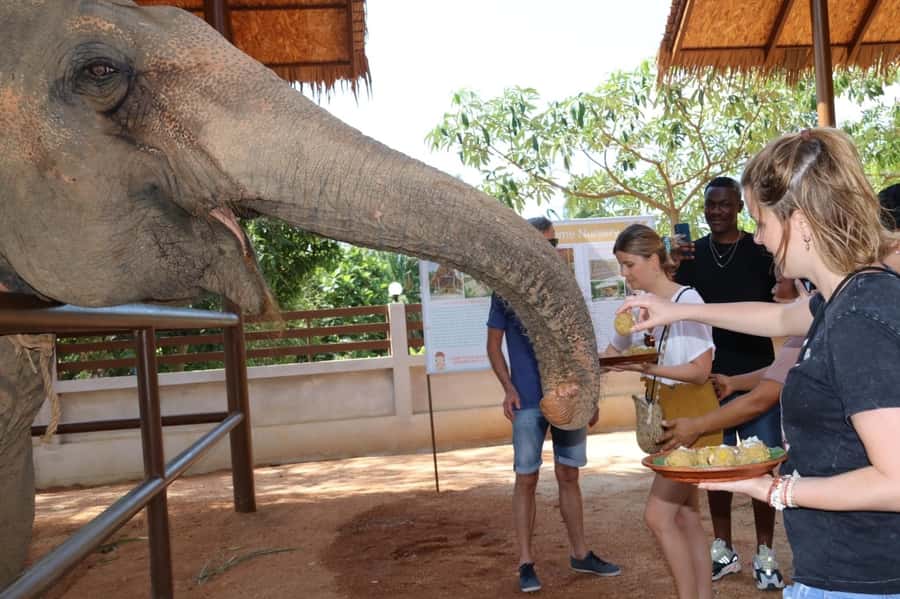 Samui: Elephant Nutrition and Care Education Experience - Arrival at Samui Elephant Home