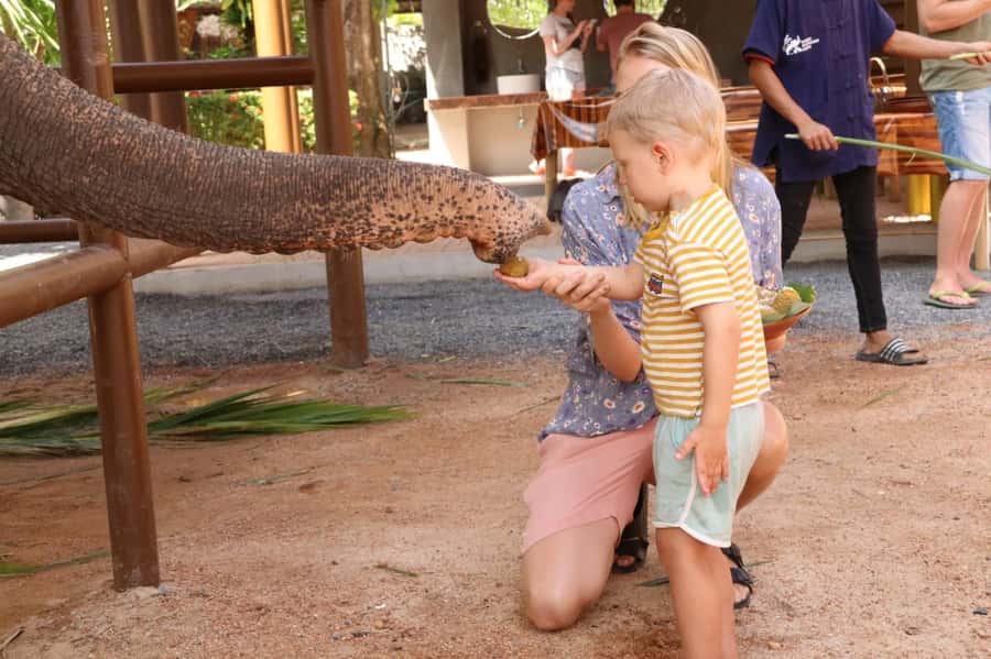 Samui: Elephant Nutrition and Care Education Experience - Hotel pickup makes a short activity easy to fit in