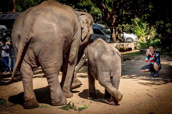 Scooter Adventure with elephants, views and FUN drive yourself - Lunch, fuel, and what the price covers