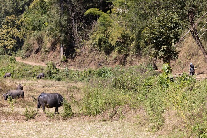 Scooter Adventure with elephants, views and FUN drive yourself - What the strongest praise tells you