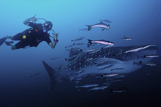 Scuba Dive in Koh Lanta, Thailand - Key points at a glance