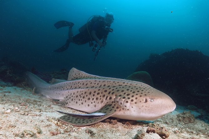 Scuba Dive in Koh Lanta, Thailand - What the $146.75 price really buys