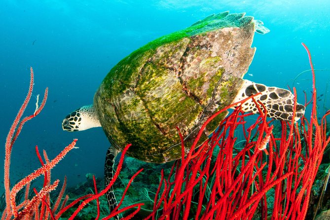 Scuba Diving Day Trip at Koh Chang – 2 Dives - Lunch, drinks, and the long middle of the day