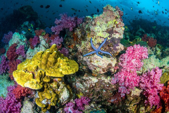 Scuba Diving Daytrip to Racha Yai - What beginners and snorkelers can expect