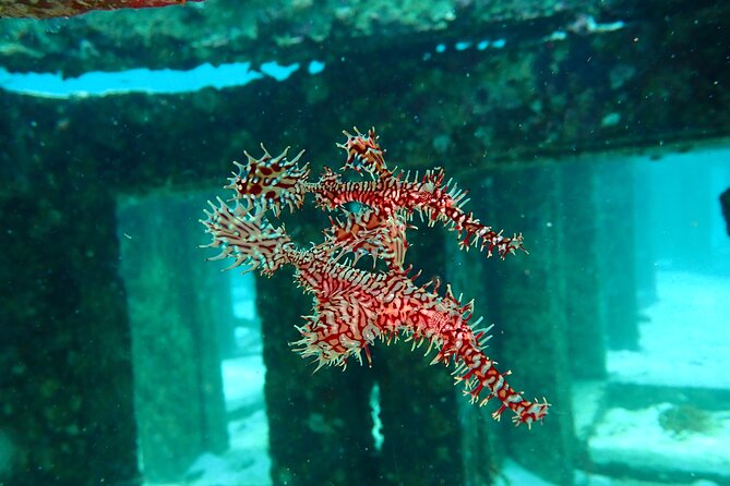 Scuba Diving Daytrip to Racha Yai - Who should book this experience?