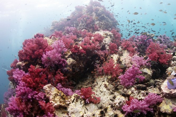 Scuba Diving in Phuket – Full-Day Trip (3 Dives, All Included) - A 7:00 am start at Chalong Pier