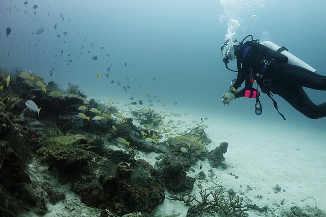 Scuba Diving in Phuket – Full-Day Trip (3 Dives, All Included) - Phi Phi Islands and the extra 600 THB fee