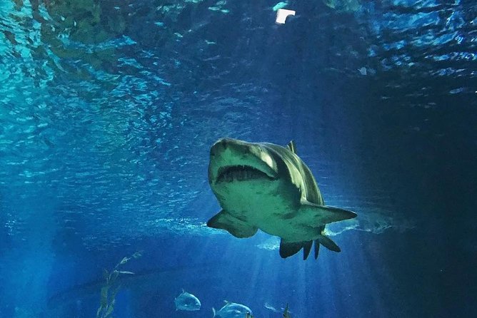 Sea Life Bangkok Ocean World Tickets - Sharks, rays, and the moments worth planning around