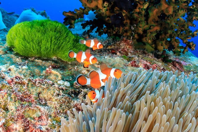 Similan Islands Full Day - Premium - How the timing affects your day