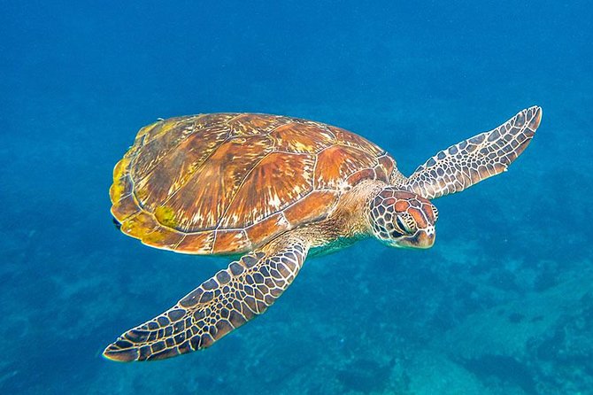 Similan Islands Snorkeling Tour By Speed Catamaran From Khao Lak - West of Eden and Island No. 7