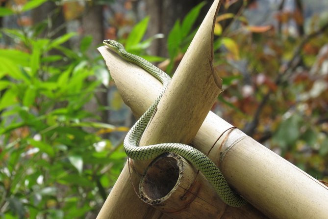 Small-Group Full-Day Khao Sok Nature Tour From Khao Lak - Why this Khao Sok day trip works