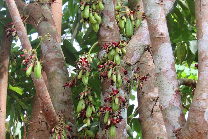 Small-Group Full-Day Khao Sok Nature Tour From Khao Lak - Lunch beside the river