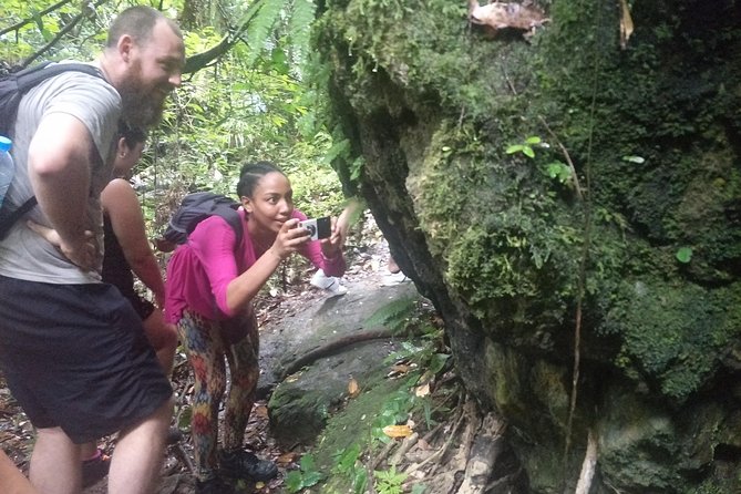 Small-Group Jungle Hiking Excursion in Khao Phra Teaw Park - What you may see among the bamboo and palms