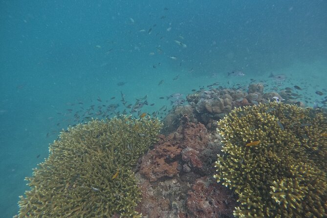 Small Group Phi Phi Islands Sunrise Tour with Seaview Lunch - Swimming and snorkeling at Bamboo Island