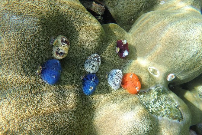 Snorkel Adventure Sea Tour to Koh Rok and Koh Haa from Koh Lanta - Koh Rok’s reefs and three chances to snorkel