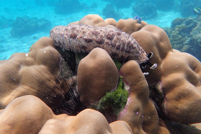Snorkel Adventure Sea Tour to Koh Rok and Koh Haa from Koh Lanta - Who should book this Koh Rok trip?