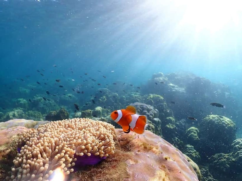 Snorkel & Chill: Nemo Island Trip from Pattaya - What the Reef May Look Like