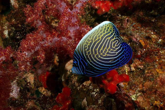 Snorkel in Koh Lanta, Thailand - Why this Koh Lanta trip is different