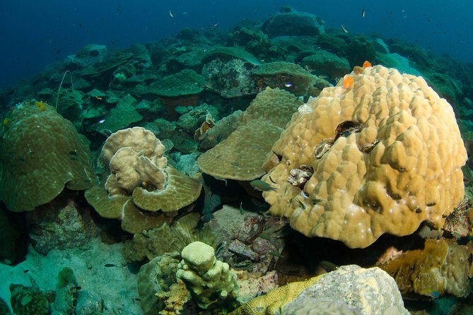 Snorkeling Adventure at Koh Chang – Departing from Koh Chang - How the snorkeling works alongside scuba