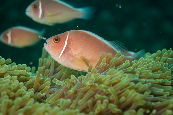 Snorkeling Adventure at Koh Chang – Departing from Koh Chang - Lunch, drinks, and the value of staying onboard