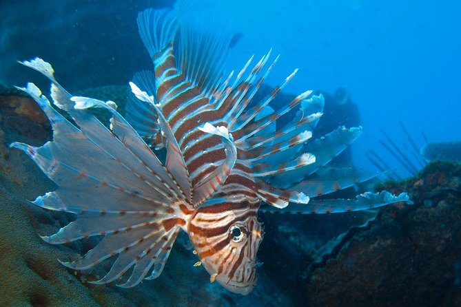 Snorkeling Adventure at Koh Chang – Departing from Koh Chang - Three sites, coral gardens, and the HTMS Chang wreck