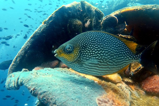 Snorkeling ( start at Ko Kut) - Lunch, Drinks, and the Midday Break