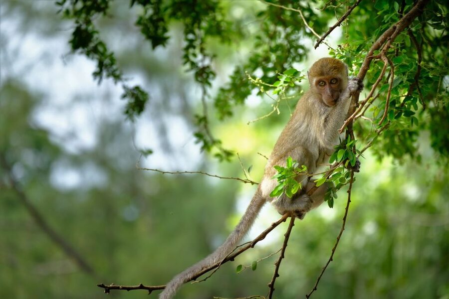 Sok River: Bamboo Raft Ride, Monkey Temple & View Point Tour - What the guides add to the experience
