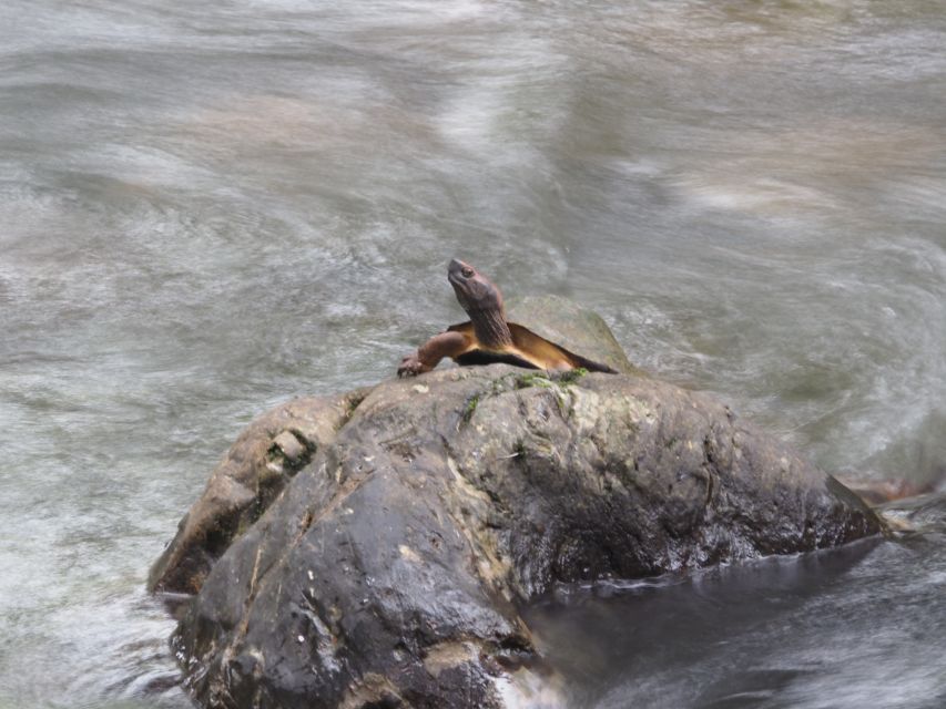 Sok River: Bamboo Raft Ride, Monkey Temple & View Point Tour - Is $61 good value for a four-hour tour?