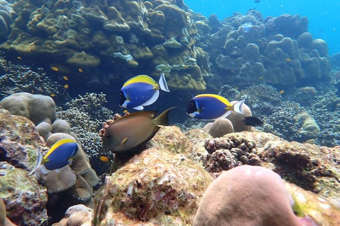 Surin Islands- Early Bird Snorkeltour from Khao Lak in English, French, German, Italian - The early pickup and private pier transfer