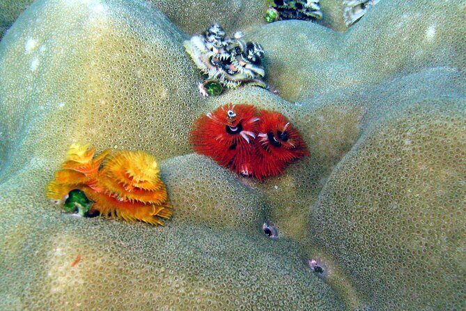 Surin Islands- Early Bird Snorkeltour from Khao Lak in English, French, German, Italian - The second reef stop and return by speedboat
