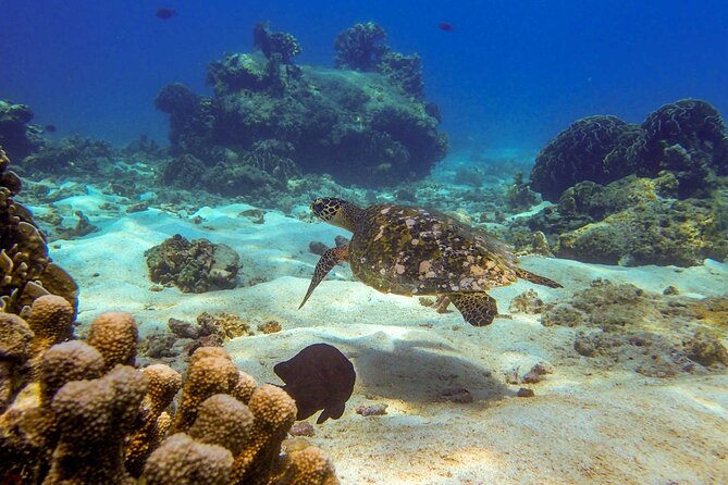 Surin Islands- Early Bird Snorkeltour from Khao Lak in English, French, German, Italian - Languages, fitness, and who should book