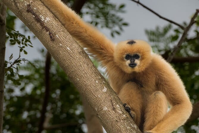 Tour of the Wildlife Rescue Center - Why this Hua Hin animal tour feels different