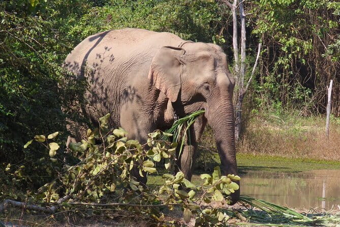 Tour of the Wildlife Rescue Center - Three hours at the Wildlife Friends Foundation Thailand