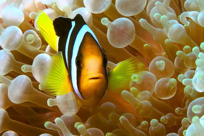 Try Scuba Diving - The Basic Diver certification and its real value