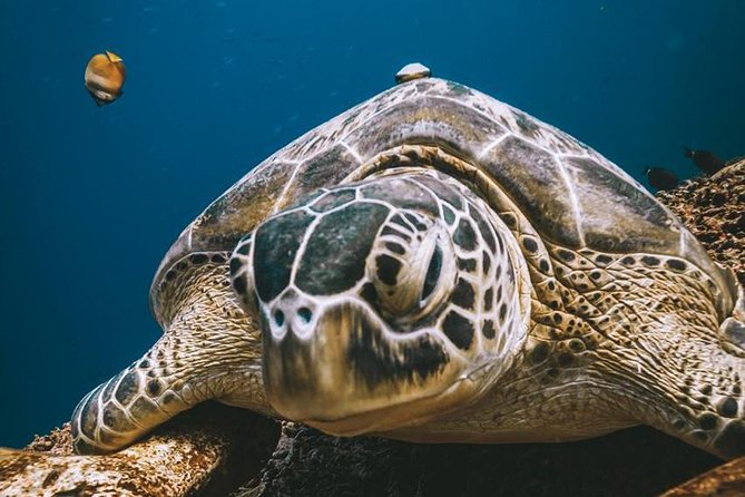 Try Scuba Diving - Is $121 a good deal?