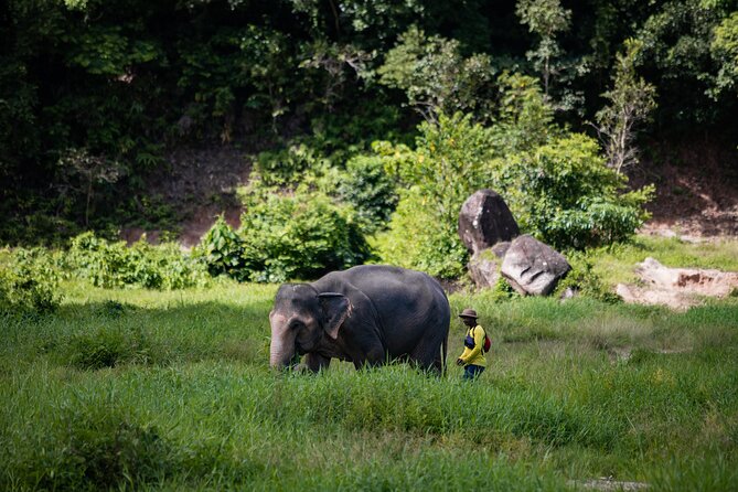 Walk and Feed at Bukit Elephant Park Phuket - Key points at a glance